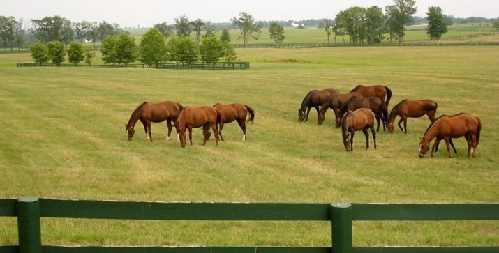 Horse Capital of the World